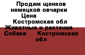 Продам щенков немецкой овчарки › Цена ­ 25 000 - Костромская обл. Животные и растения » Собаки   . Костромская обл.